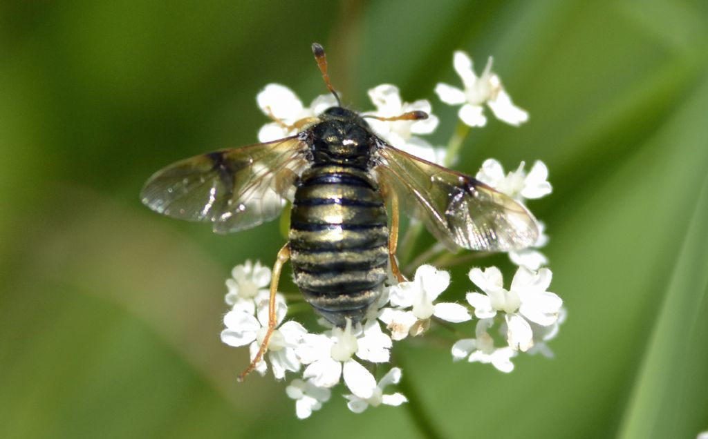 Abia sericea? no, candens